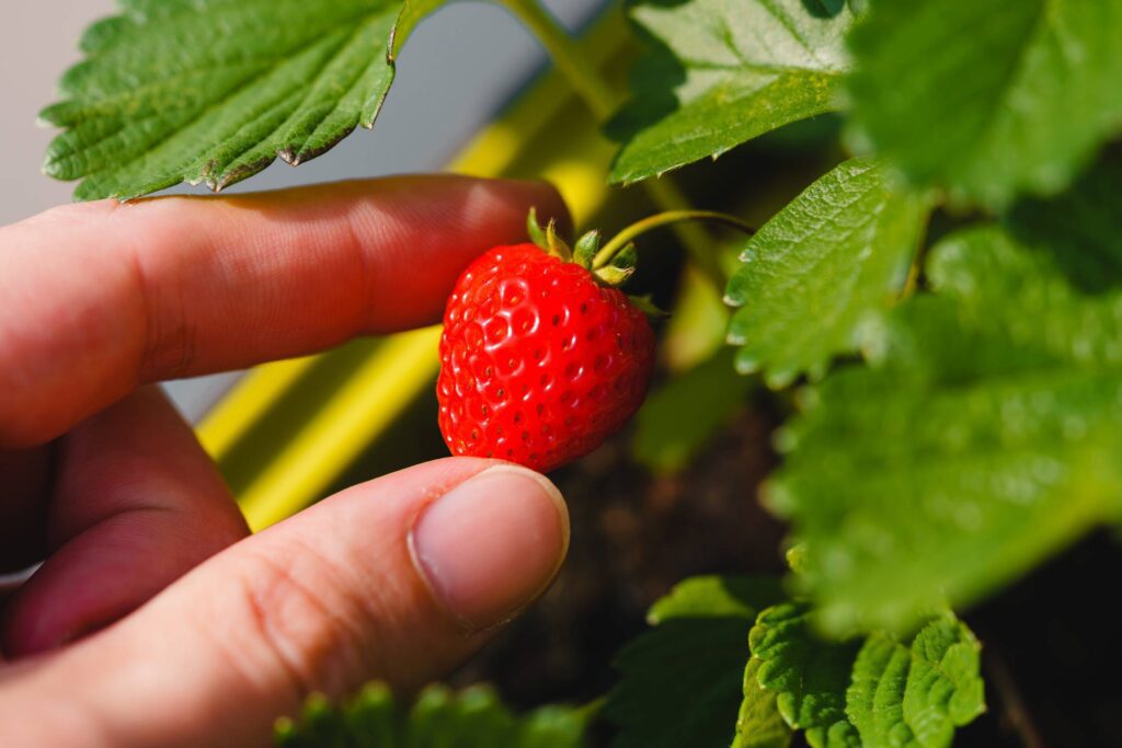 Man Holding Ripe Strawberry Free Photo