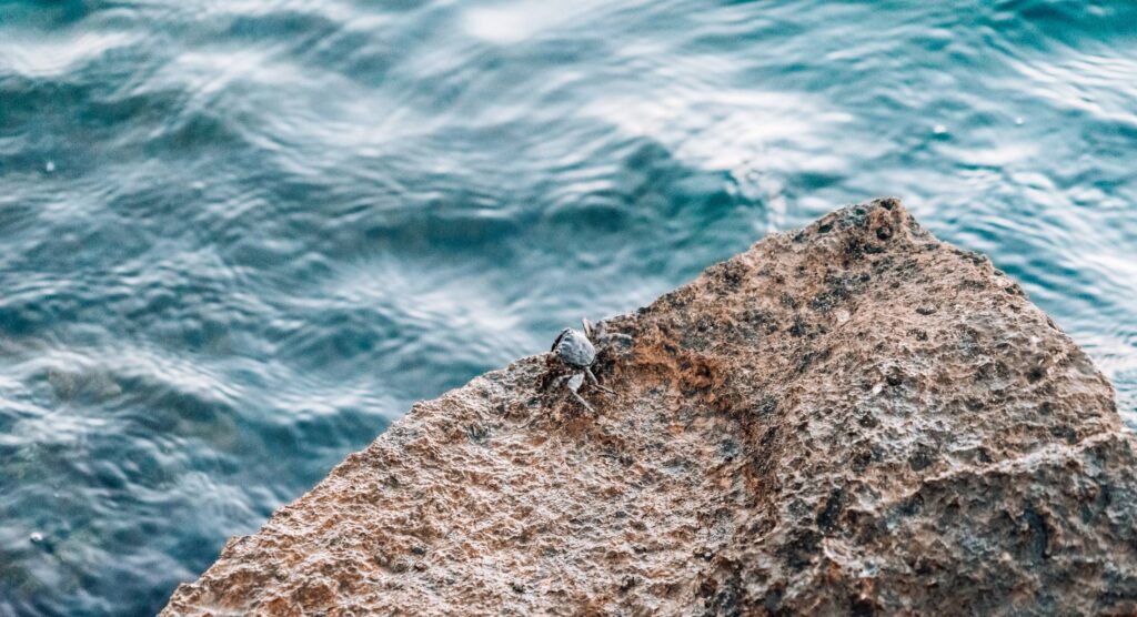 Masked Crab on a Rocky Shore Free Photo