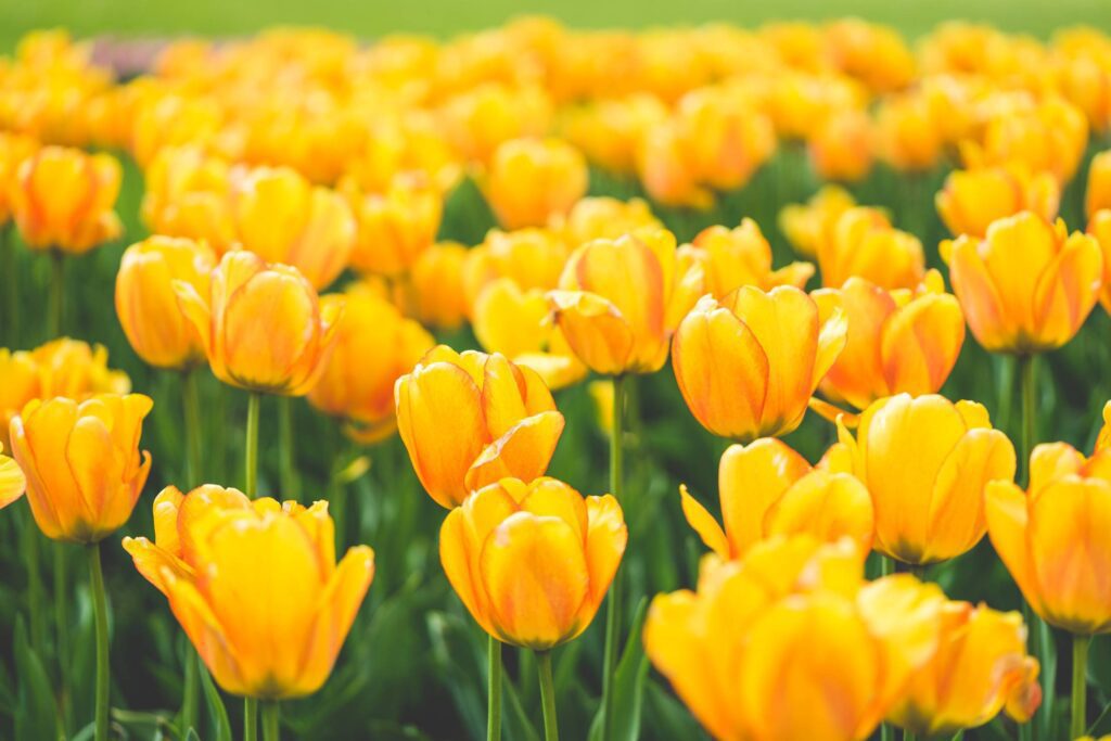 Meadow of Blooming Yellow Tulips Free Photo