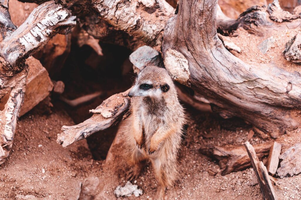 Meerkat Waiting Near His Home Free Photo