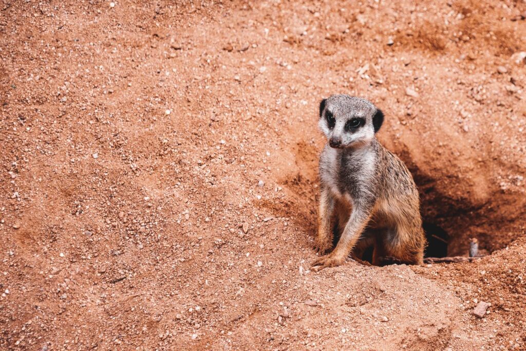 Meerkat with Place for Text Free Photo