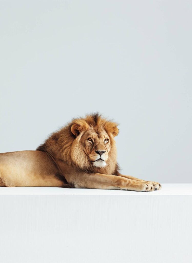 Minimalist Photo of Lion Relaxing in Studio Stock Free