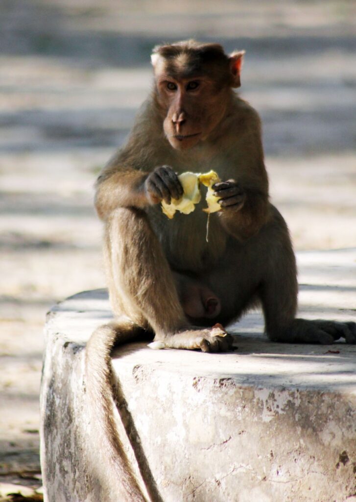 Monkey Eating Stock Free