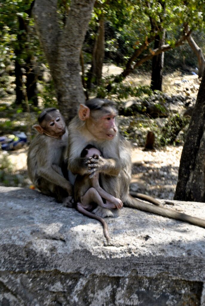 Monkey Mother Babies Stock Free