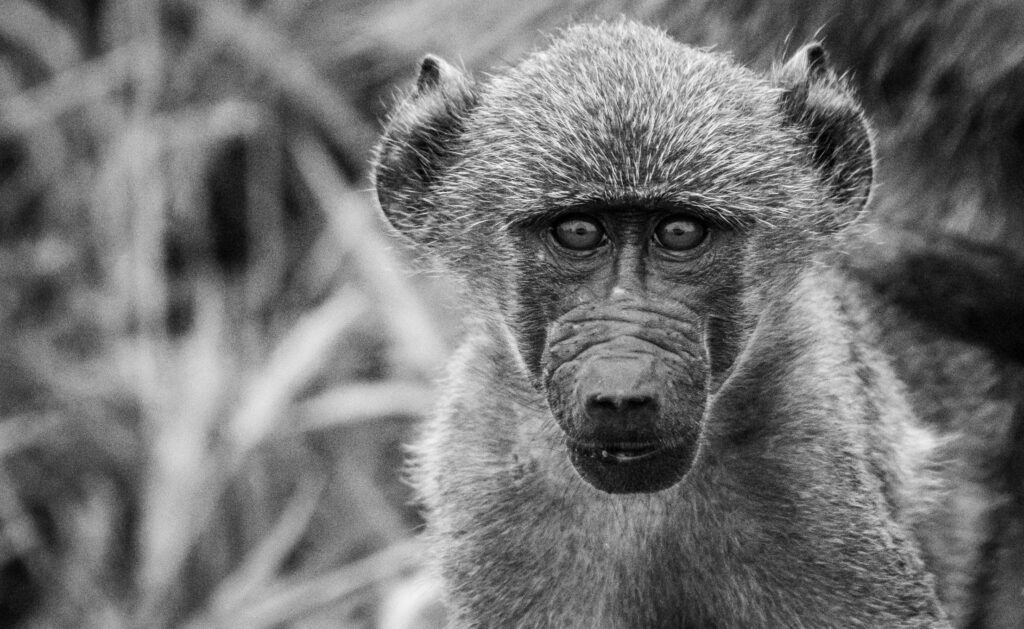 Monkey Portrait in Africa Free Photo