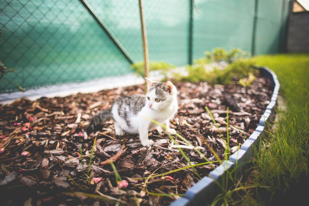 Monty The Cat in the Garden Free Photo