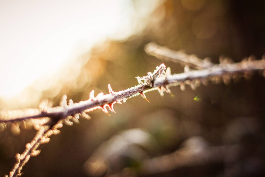 Morning Dew Detail in the Forest Free Photo