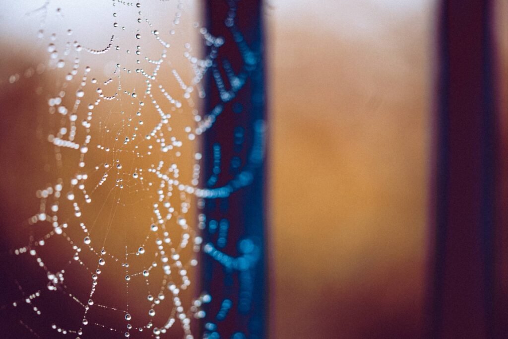 Morning Dew Drops on a Spider Web Macro Free Photo