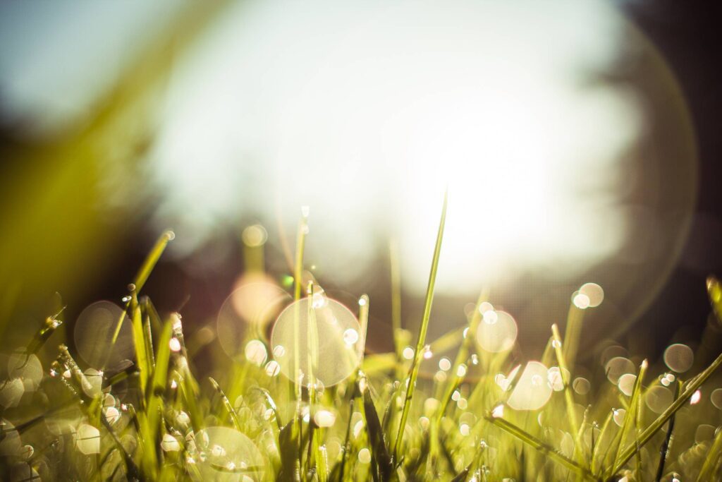 Morning Dew Grass Free Photo