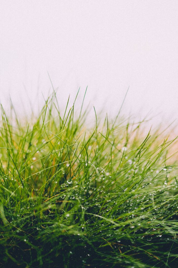 Morning Dew on The High Grass Free Photo