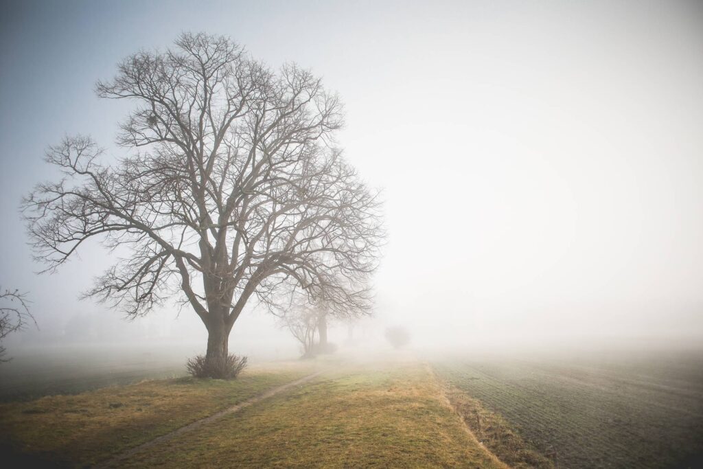 Morning Foggy Path Free Photo