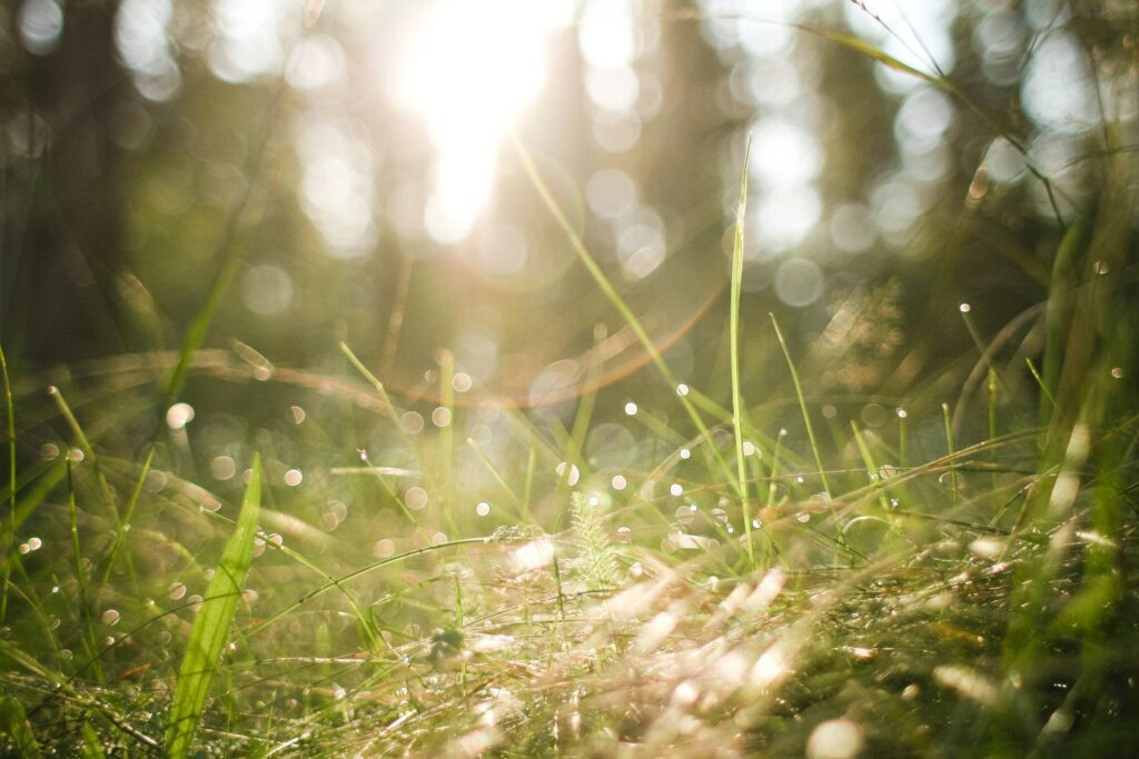 Morning Forest Grass Free Photo