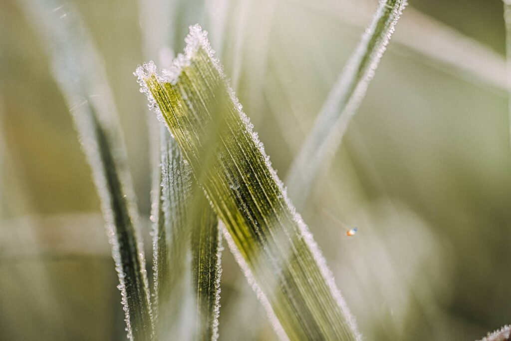 Morning Frost on The Grass Macro Free Photo