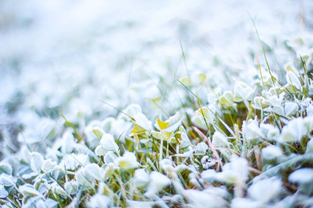 Morning Frozen Grass with Hoarfrost Free Photo