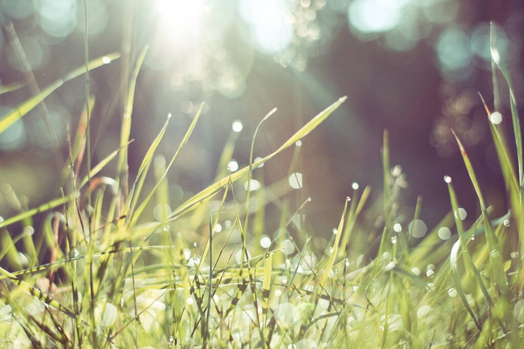 Morning Grass in Forest Free Photo