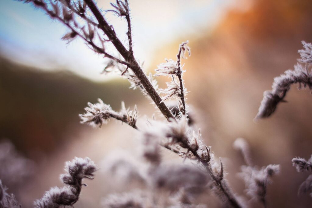 Morning Hoarfrost on a Bush Free Photo