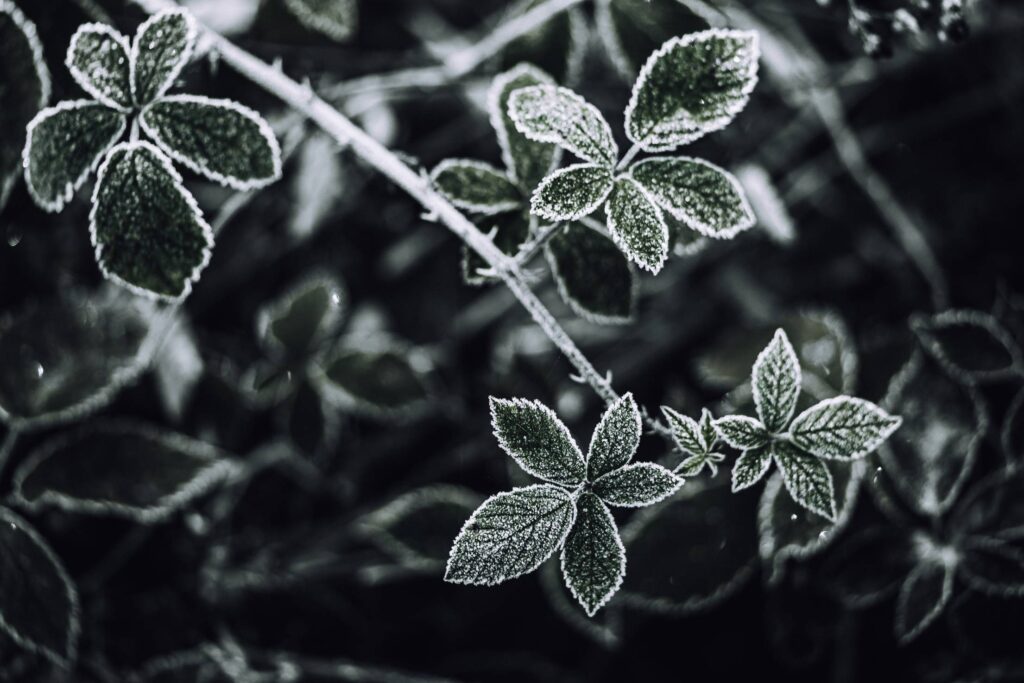 Morning Hoarfrost on Plant Leaves Free Photo