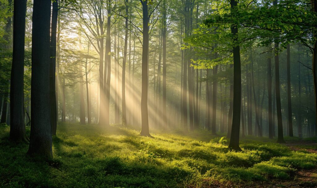 Morning Sun Rays in Green Forest Stock Free