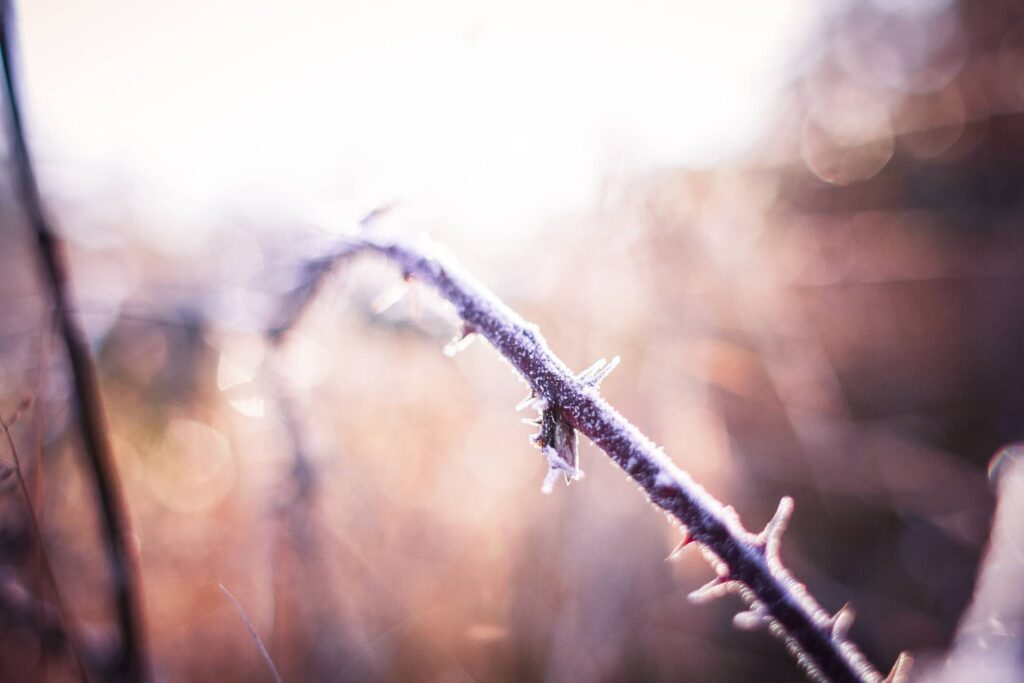 Morning Winter Hoarfrost on a Prickly Bush Free Photo