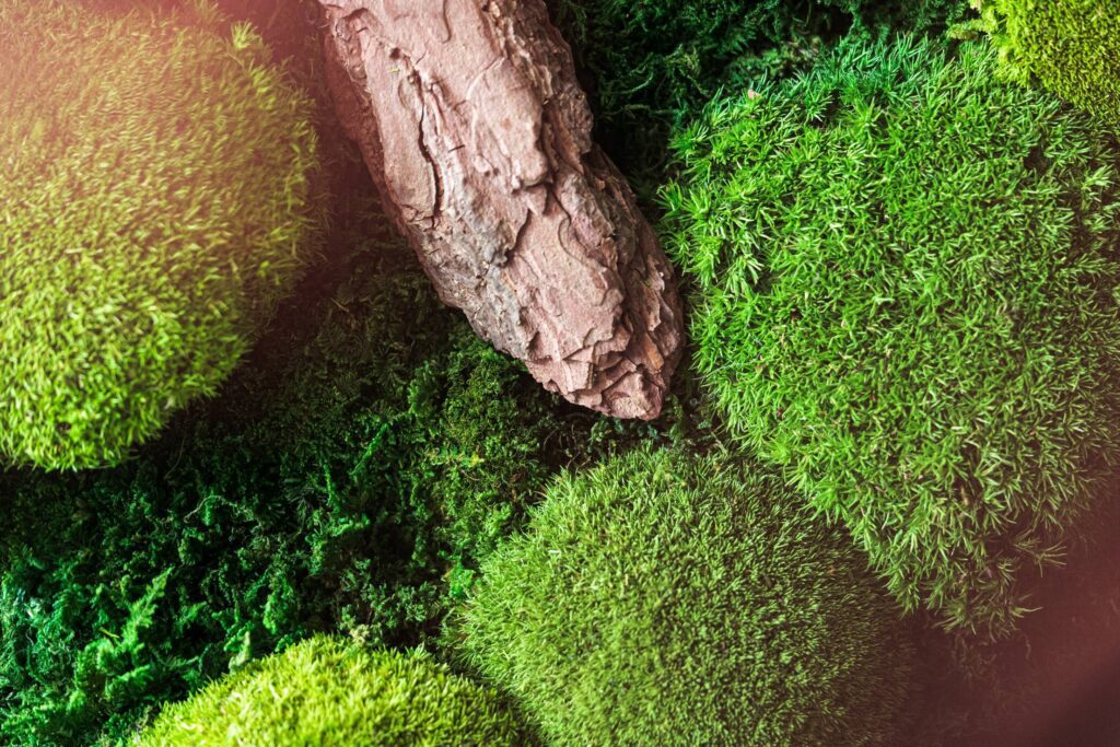 Moss Free Photo