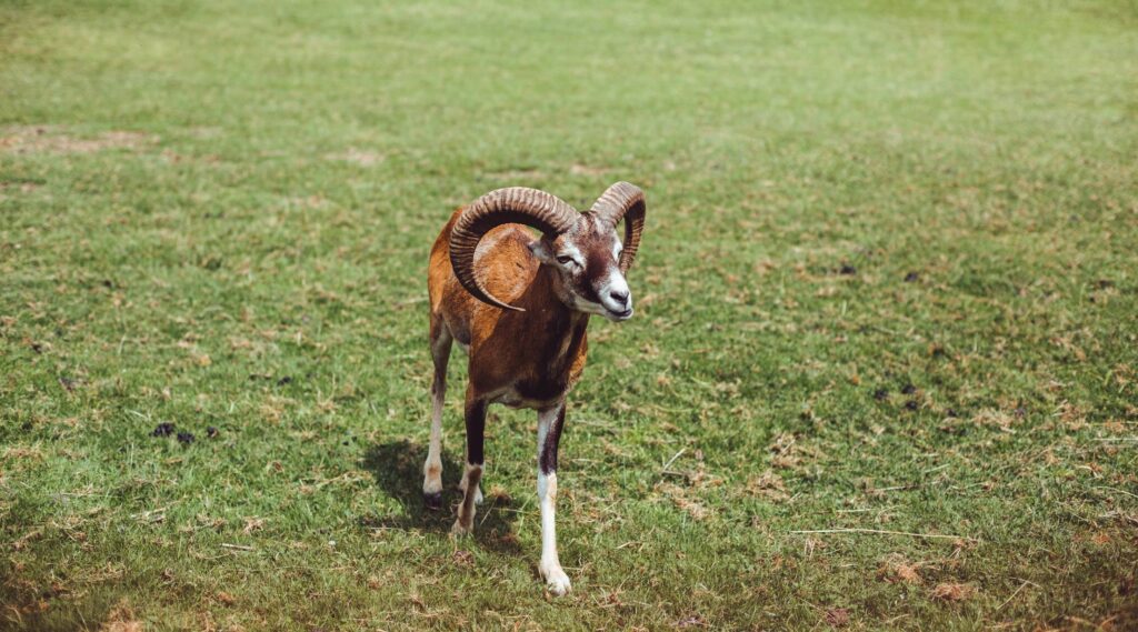 Mouflon on The Grass Free Photo