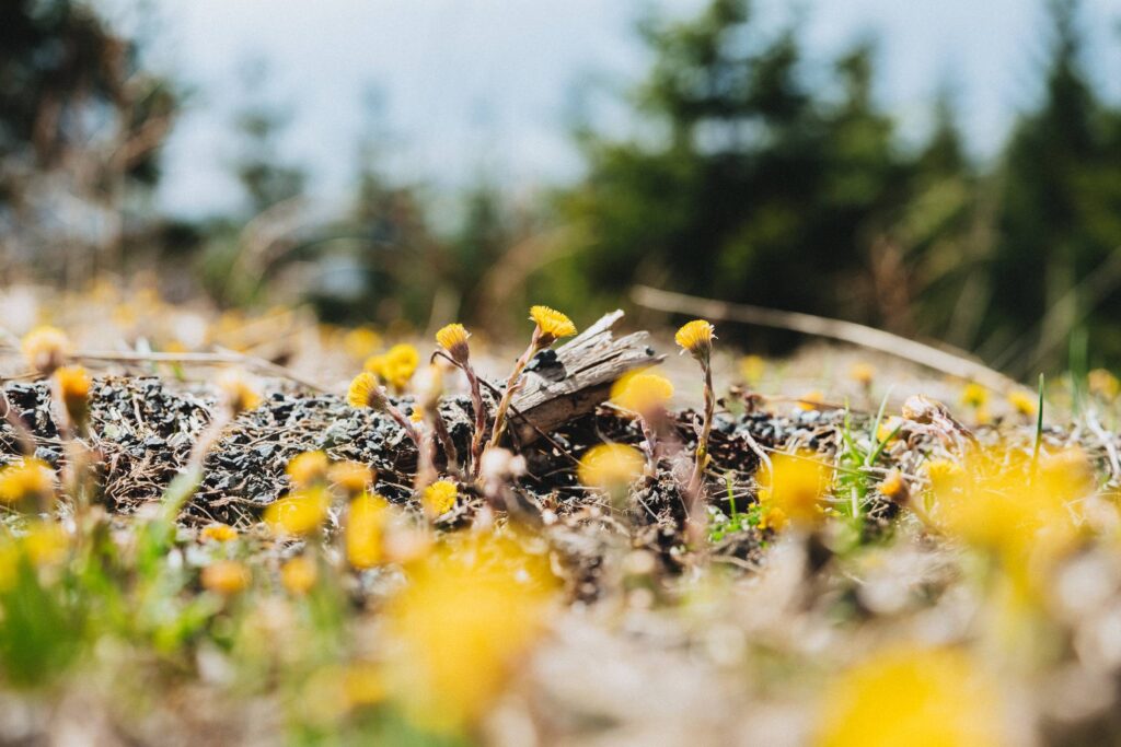 Mountain Flowers Free Photo