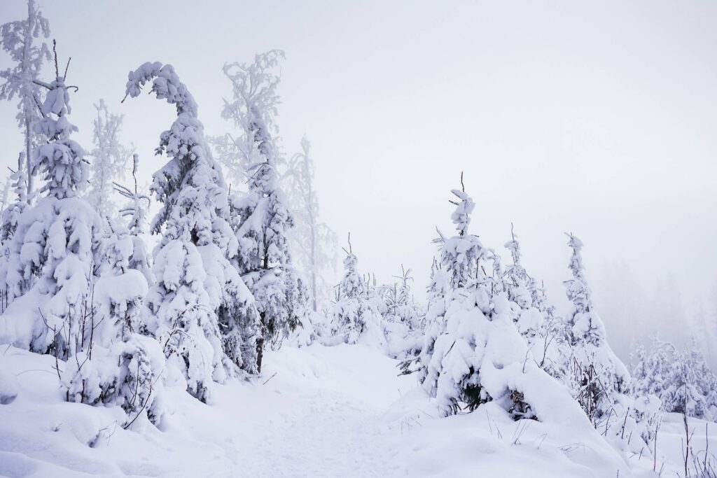 Mountain Forest Trail Under Heavy Snow Free Photo