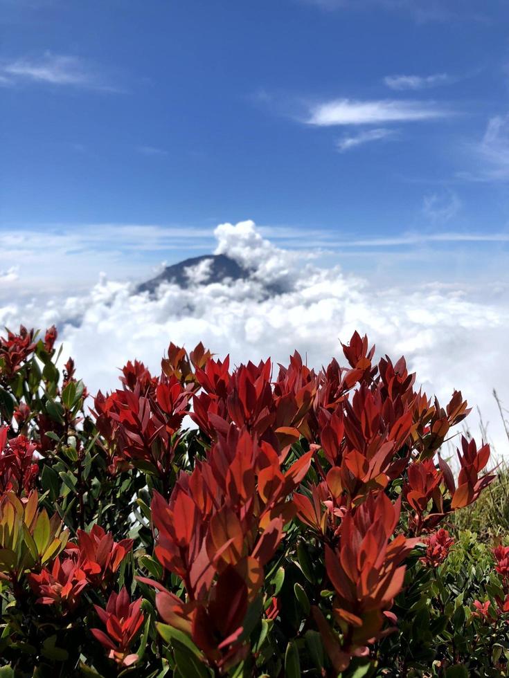 Mountain red flowers images Stock Free