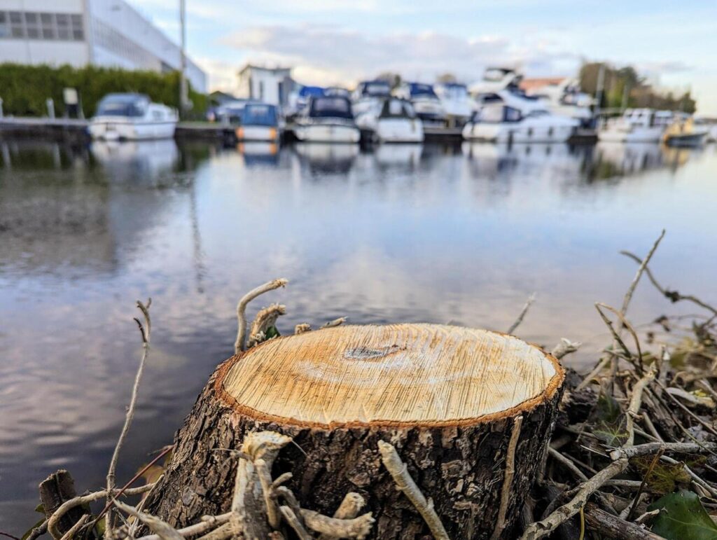 Natural cut tree wooden podium isolated in foreground, boats at river marina blurred in background, product presentation Stock Free