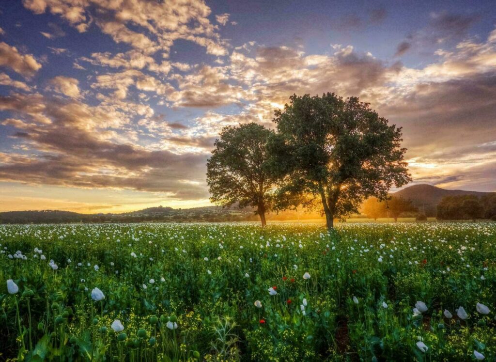 Nature green landscape sky background photo Free Photo