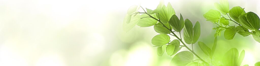 Nature green tree fresh leaf on beautiful blurred soft bokeh sunlight background with free copy space, spring summer or environment cover page, template, web banner and header. Stock Free