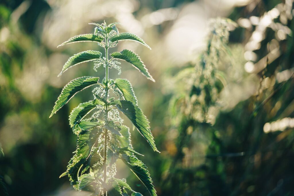 Nettle Dioecious Free Photo