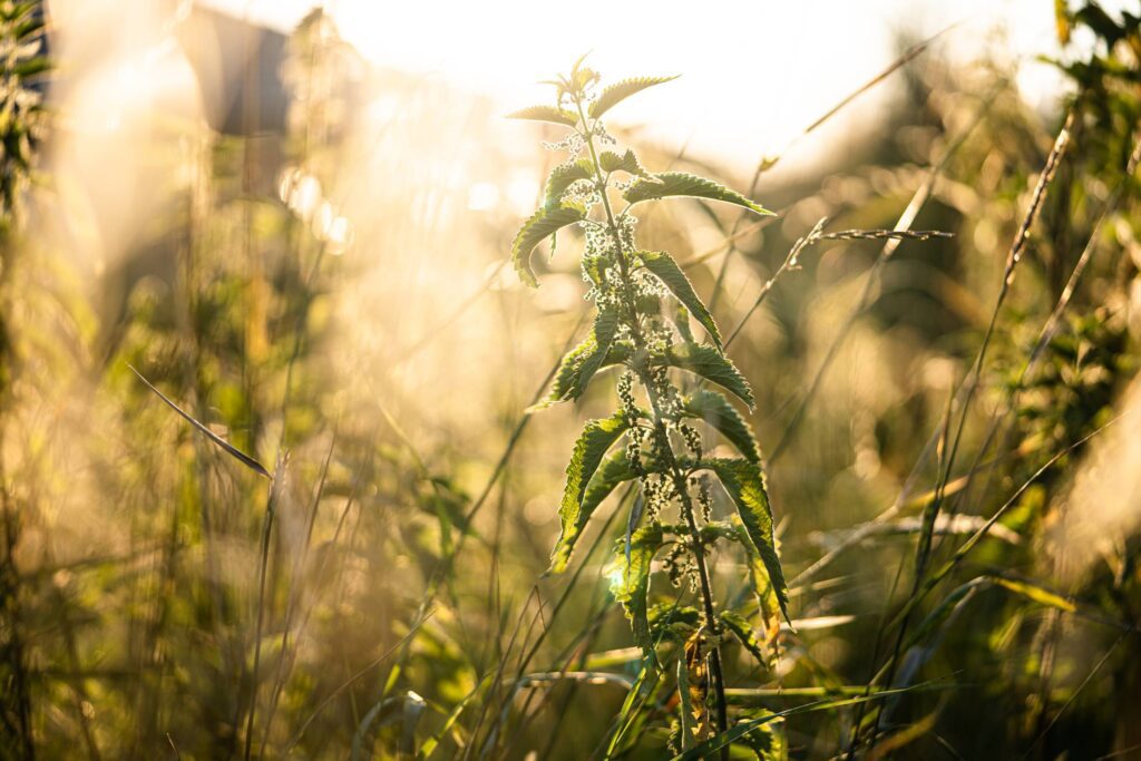 Nettle Plant Free Photo