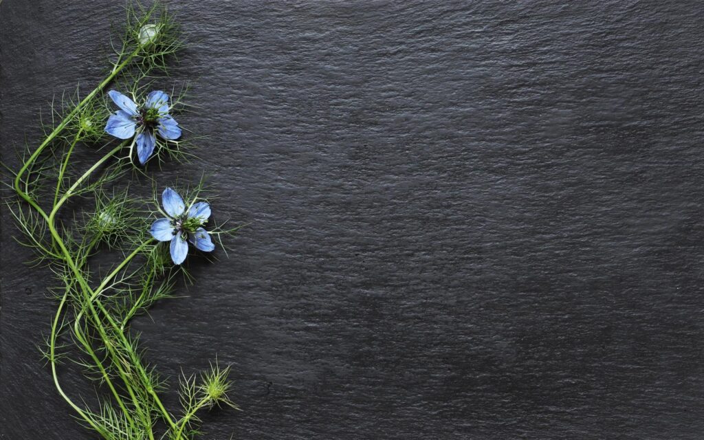 Nigella flowers on slate Stock Free