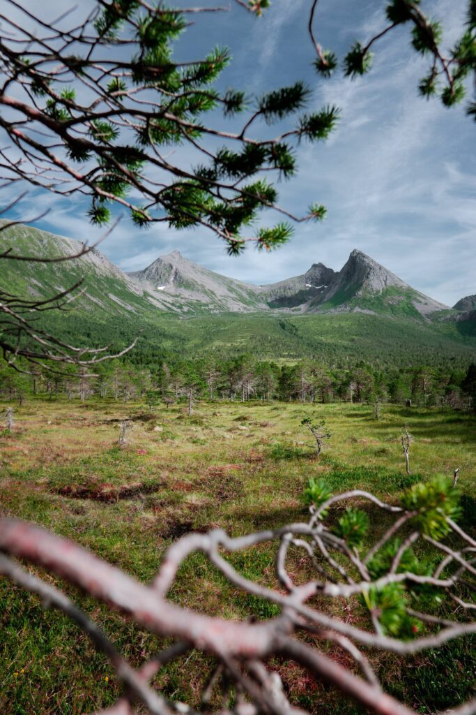 Norwegian Pine Forest under the Mountains Free Photo