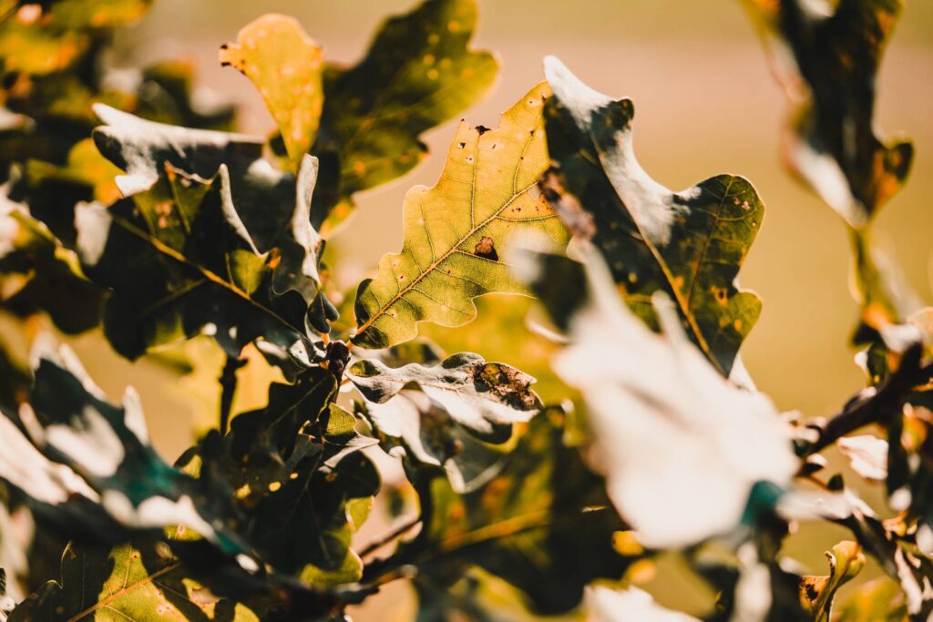 Oak Leaves Free Photo