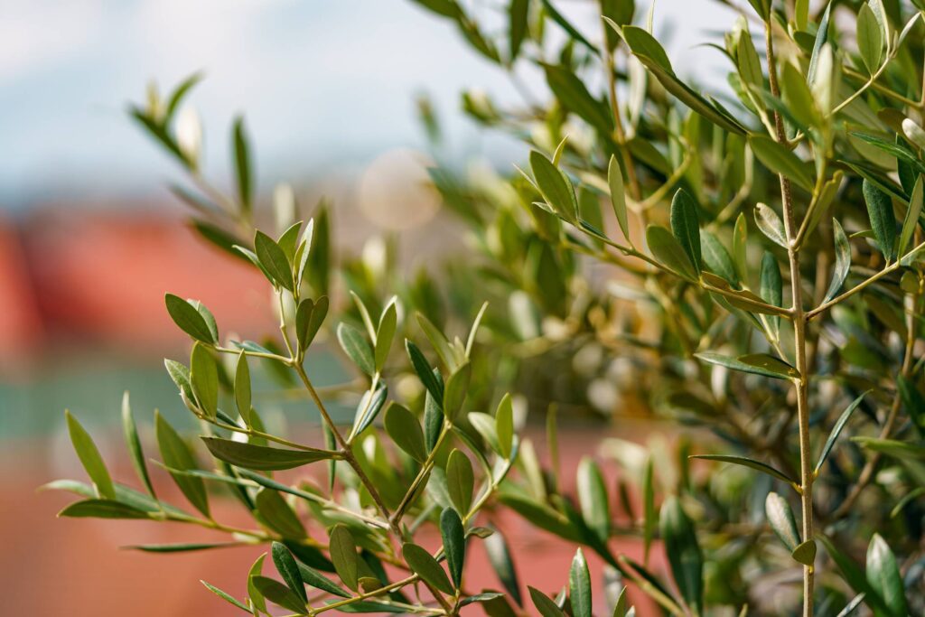 Olive Tree Leaves Free Photo