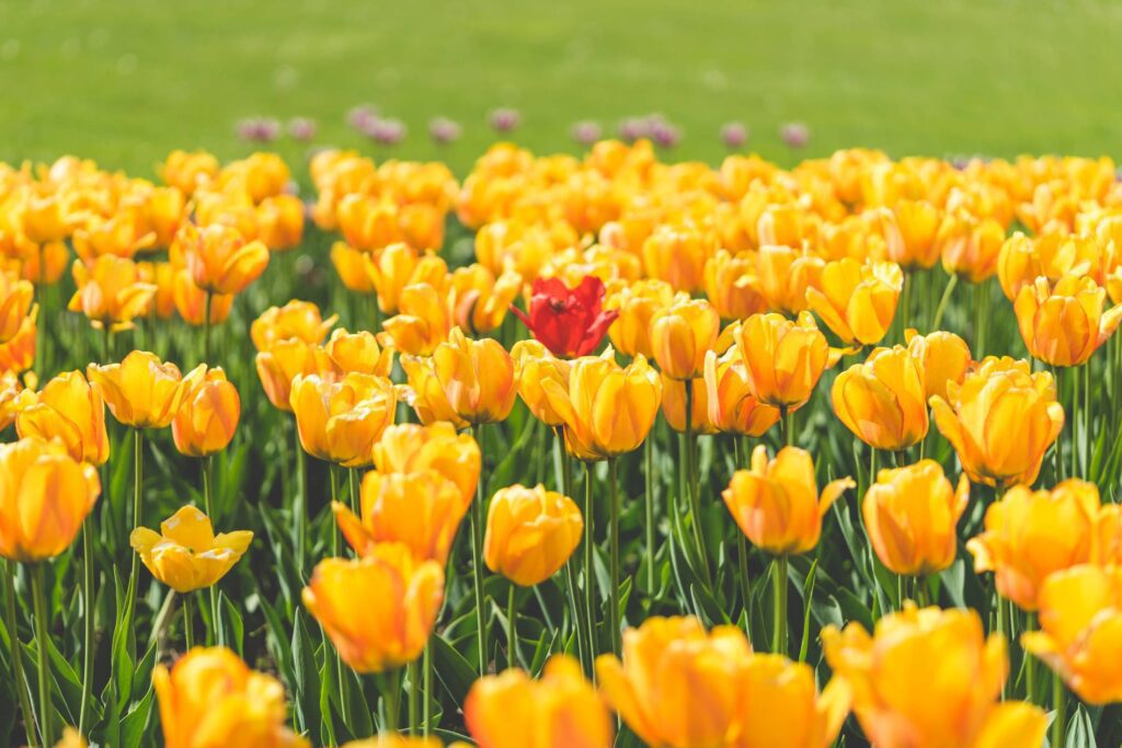 One Red Tulip Flower Surrounded by Yellow Tulips Free Photo