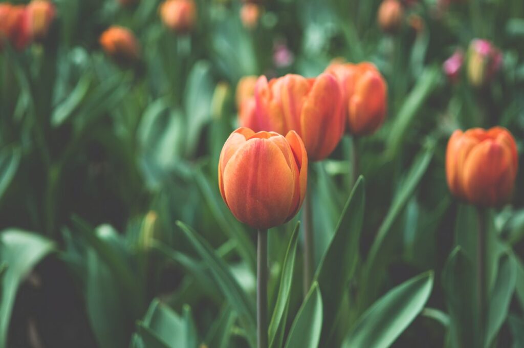 Tulip Stock Free