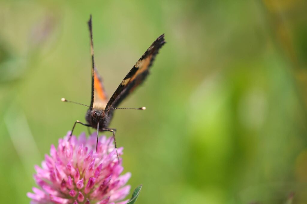 Orange Butterfly Drinking Nectar Free Photo