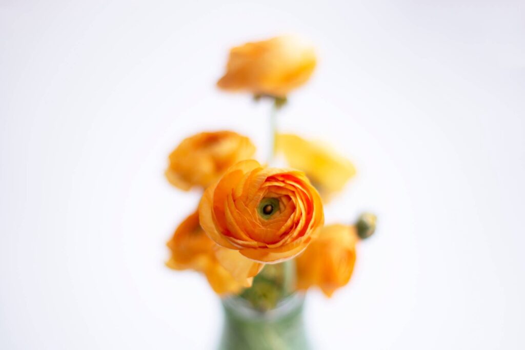 Orange Flowers Close Up Free Photo