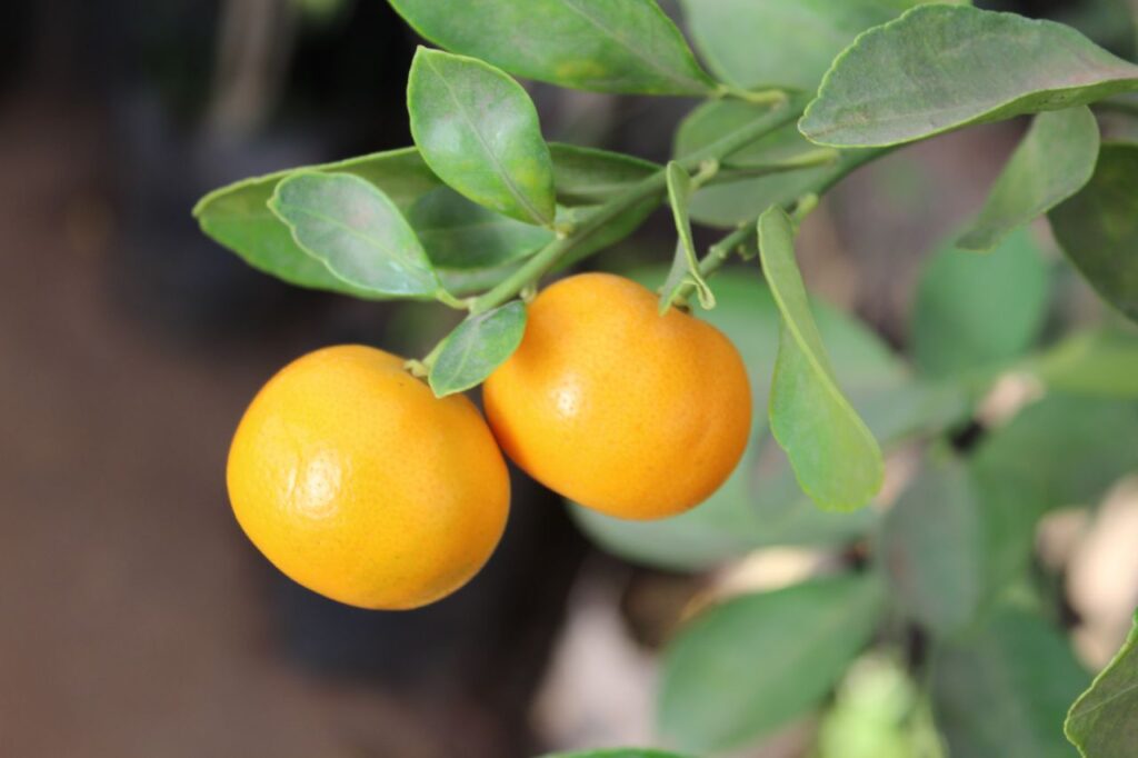 Orange Lime Fruit Plant Stock Free