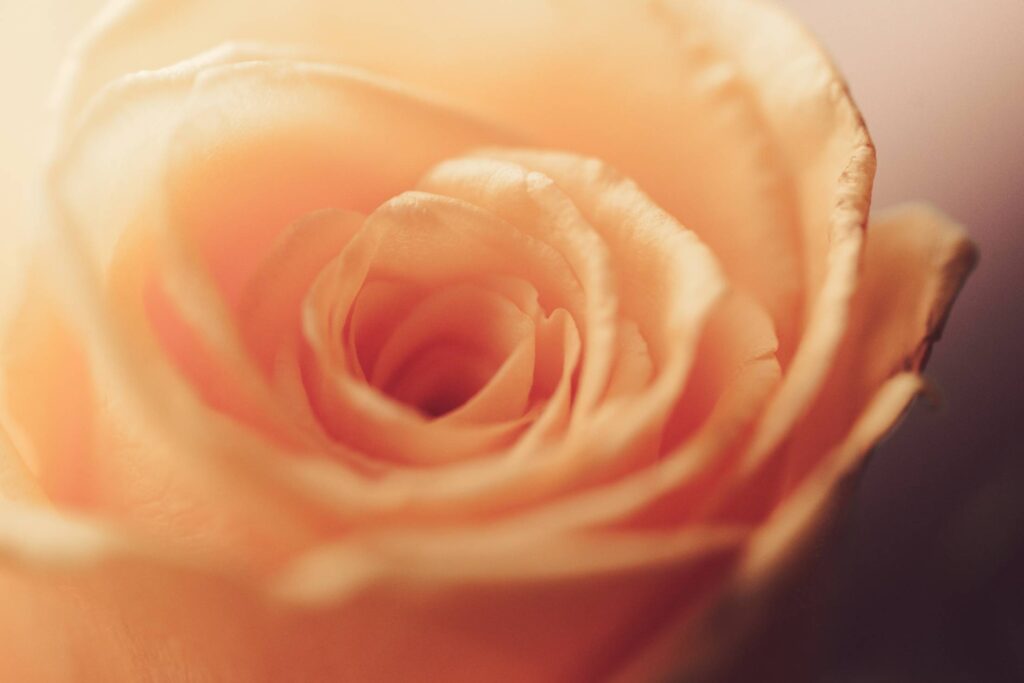 Orange Rose Bloom Blossom Close-Up Free Photo