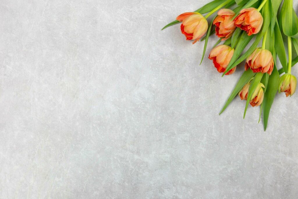 Orange tulips flowers on light gray concrete background. Valentine’s, womens, mothers day, easter, birthday or wedding spring holiday flat lay. Top view. Copy space. Stock Free