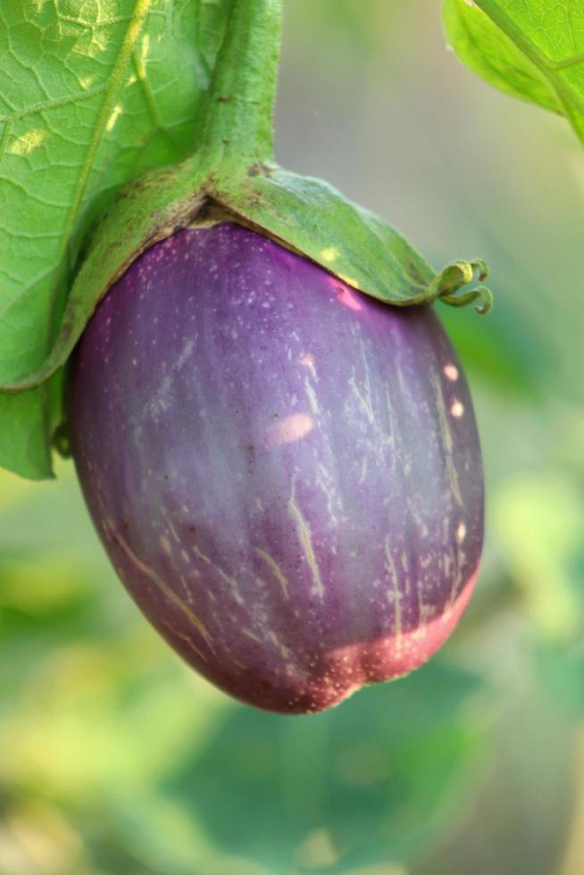 Organic plants, purple eggplant fruit vegetables, natural healthy vitamin foods Stock Free