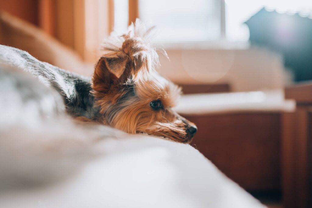 Our Dog Jessie Relaxing on a Sofa Free Photo