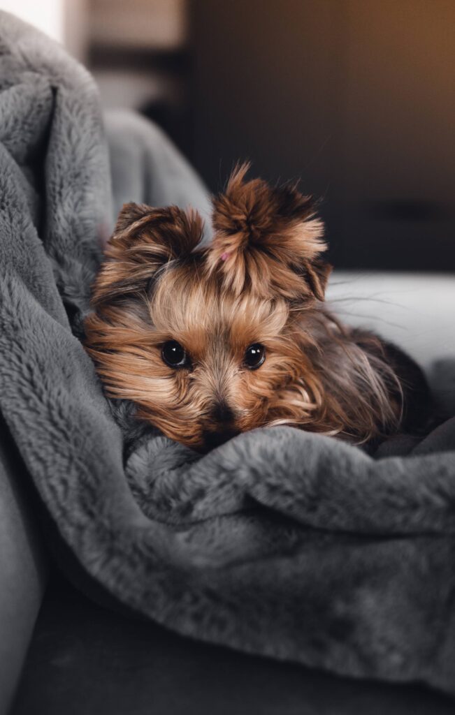 Our Yorkshire Terrier Jessie is Giving Her Cute Look Free Photo