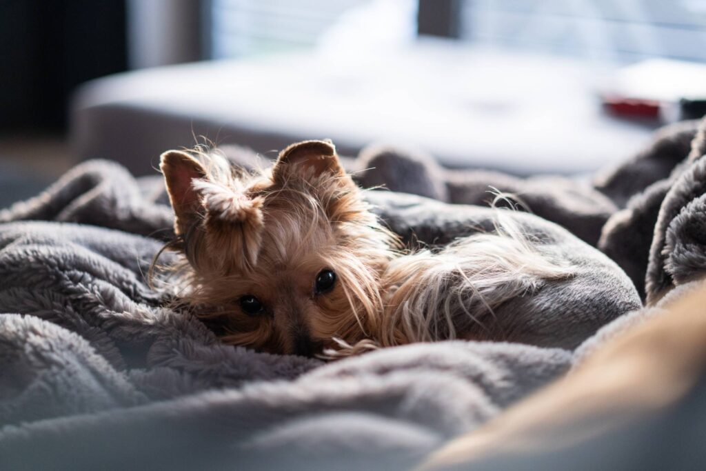 Our Yorkshire Terrier Jessie Lying in a Grey Blanket Free Photo