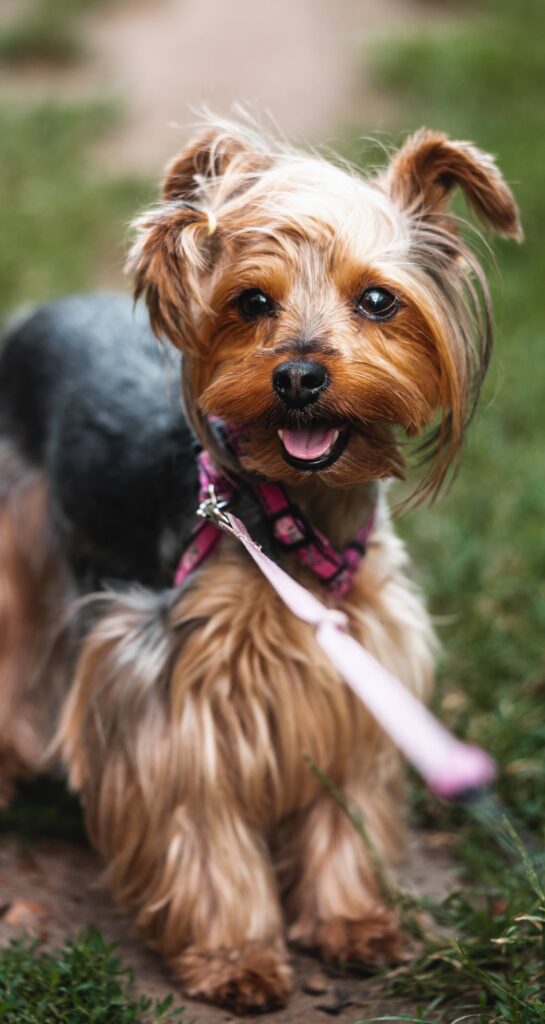 Our Yorkshire Terrier Jessie on a Leash Free Photo