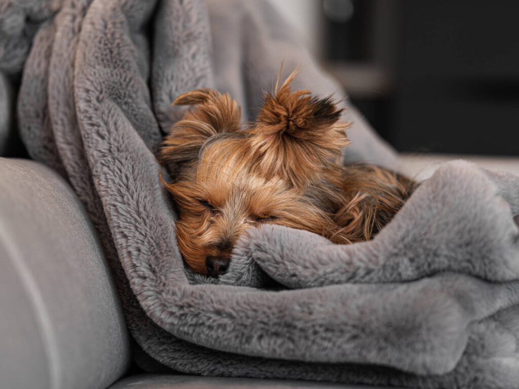 Our Yorkshire-Terrier Jessie Sleeping on a Blanket Free Photo